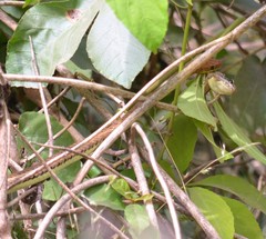 Psammophis lineatus