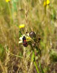 Zygaena sarpedon