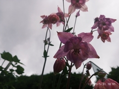 Aquilegia atrata