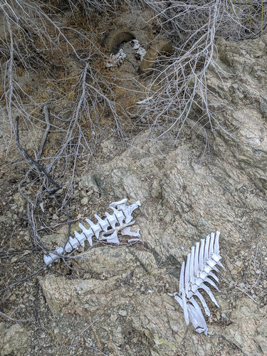 iNaturalist observation photo of Desert Bighorn Sheep