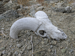 Ovis canadensis nelsoni