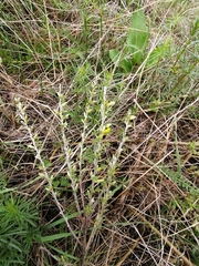 Chamaecytisus borysthenicus