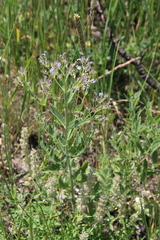 Nepeta parviflora