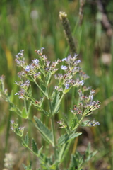 Nepeta parviflora