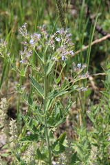 Nepeta parviflora
