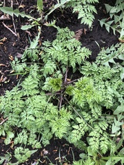 Anthriscus sylvestris