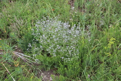 Nepeta parviflora