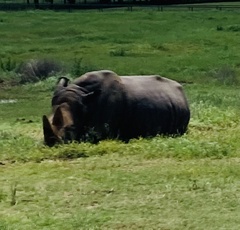 Rhinocerotidae