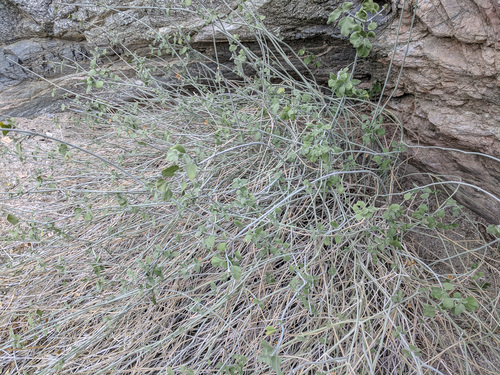 iNaturalist observation photo of chuparosa