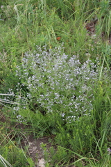Nepeta parviflora