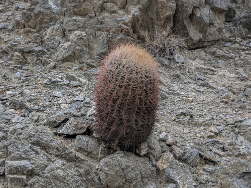 iNaturalist observation photo of California Barrel Cactus