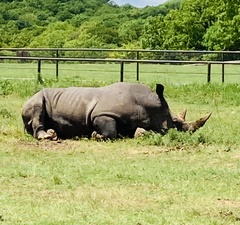 Rhinocerotidae