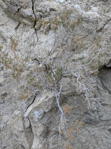 iNaturalist observation photo of Schott's Pygmycedar
