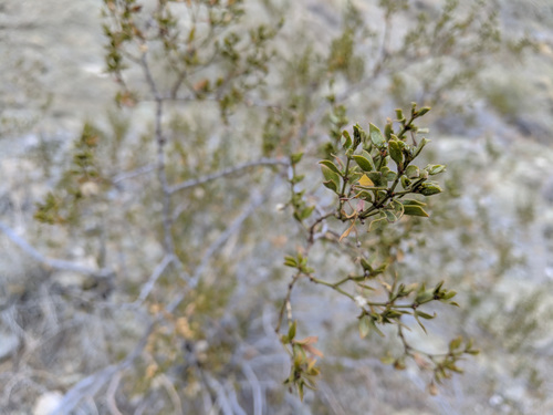 iNaturalist observation photo of Creosote Bush