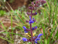 Salvia sclareoides
