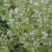 Nepeta parviflora - Photo (c) Шильников Дмитрий Сергеевич, some rights reserved (CC BY-NC), uploaded by Шильников Дмитрий Сергеевич