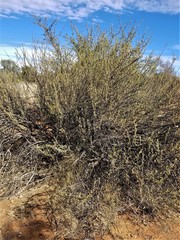 Leucophyllum laevigatum