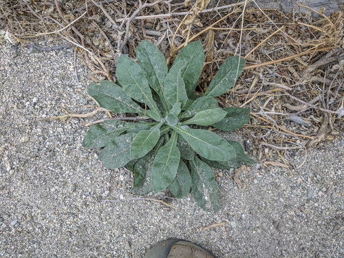 iNaturalist observation photo of desert tobacco