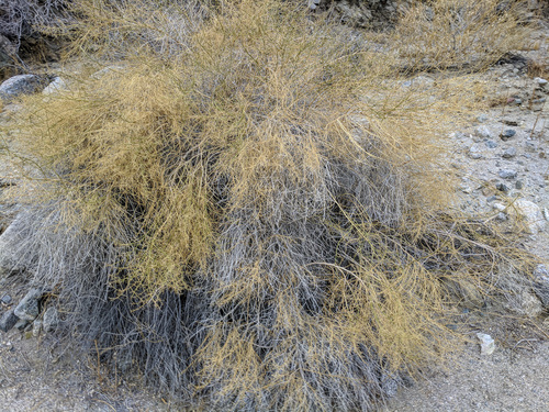 iNaturalist observation photo of Cheesebush