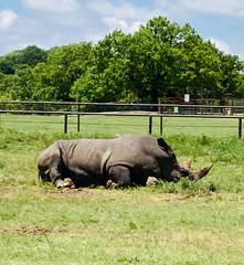 Rhinocerotidae