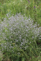 Nepeta parviflora