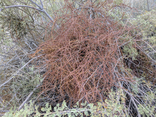iNaturalist observation photo of Mesquite Mistletoe