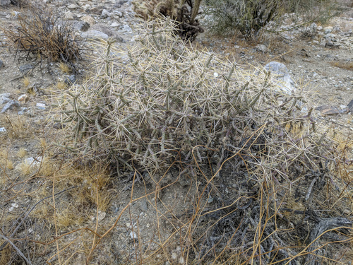 iNaturalist observation photo of Branched Pencil Cholla