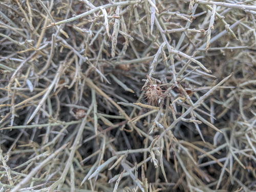 iNaturalist observation photo of White Rhatany