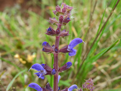 Salvia sclareoides