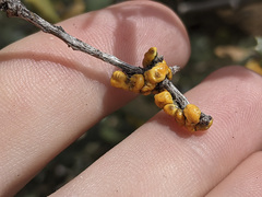 Cerococcus quercus