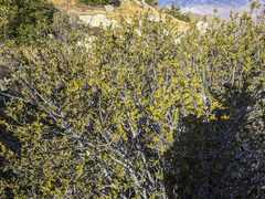 Ceanothus perplexans
