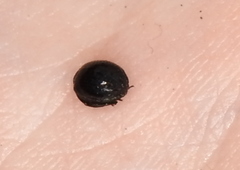 Germarostes globosus
