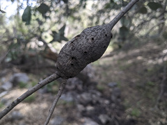 Protobalandricus spectabilis