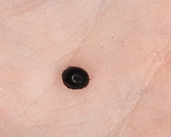 Germarostes globosus
