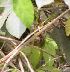 Psammophis lineatus
