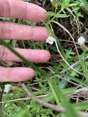 Gratiola brevifolia