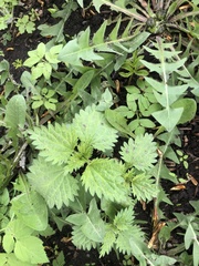 Urtica dioica