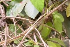 Psammophis lineatus