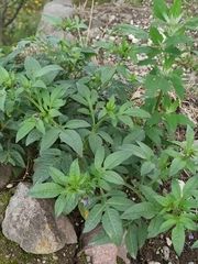 Solanum radicans