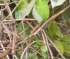 Psammophis lineatus