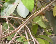 Psammophis lineatus