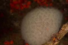 Aplidium circulatum