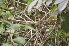 Psammophis lineatus