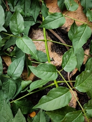 Sibynophis subpunctatus