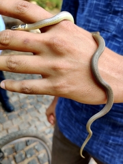 Sibynophis subpunctatus