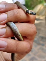 Sibynophis subpunctatus