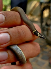 Sibynophis subpunctatus