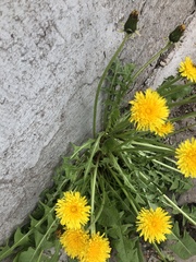 Taraxacum officinale