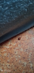 Harmonia axyridis