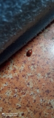 Harmonia axyridis